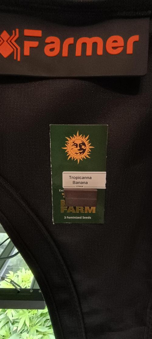 Tropicanna Banana. Week 8 - Zvonek