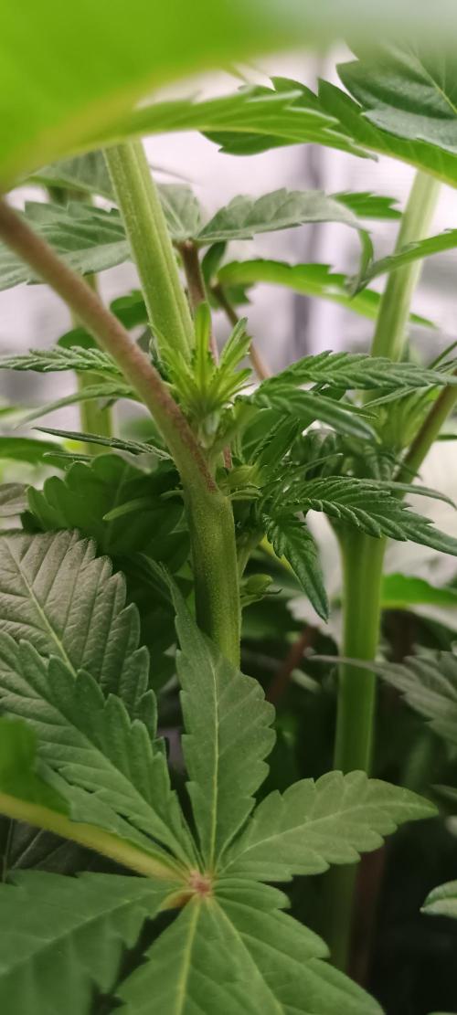 Tropicanna Banana. Week 8 - Bananas 