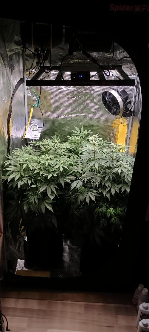 Tropicanna Banana. Week 9