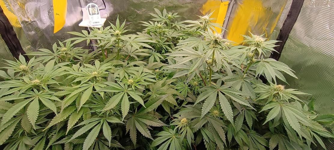 Tropicanna Banana. Week 9