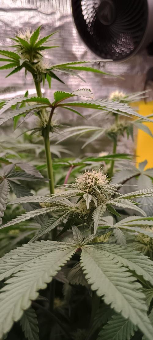 Tropicanna Banana. Week 9