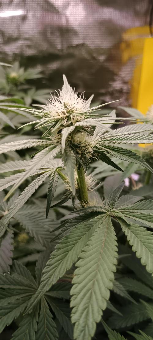 Tropicanna Banana. Week 9