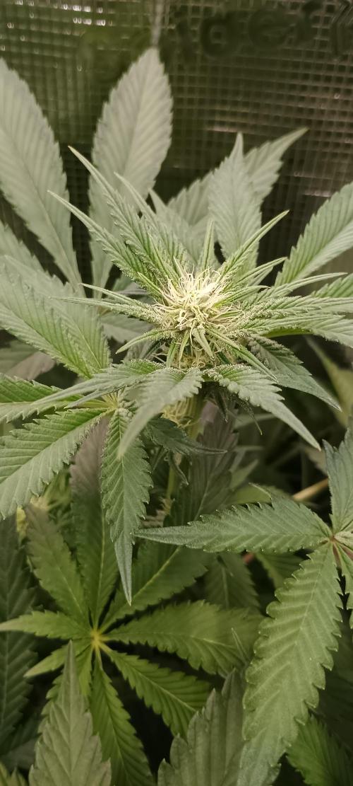 Tropicanna Banana. Week 9