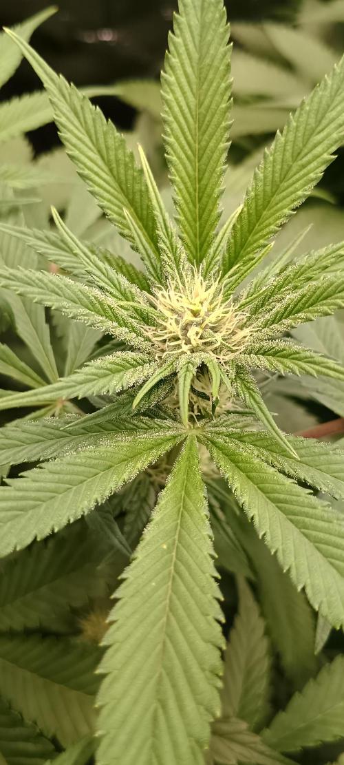 Tropicanna Banana. Week 9