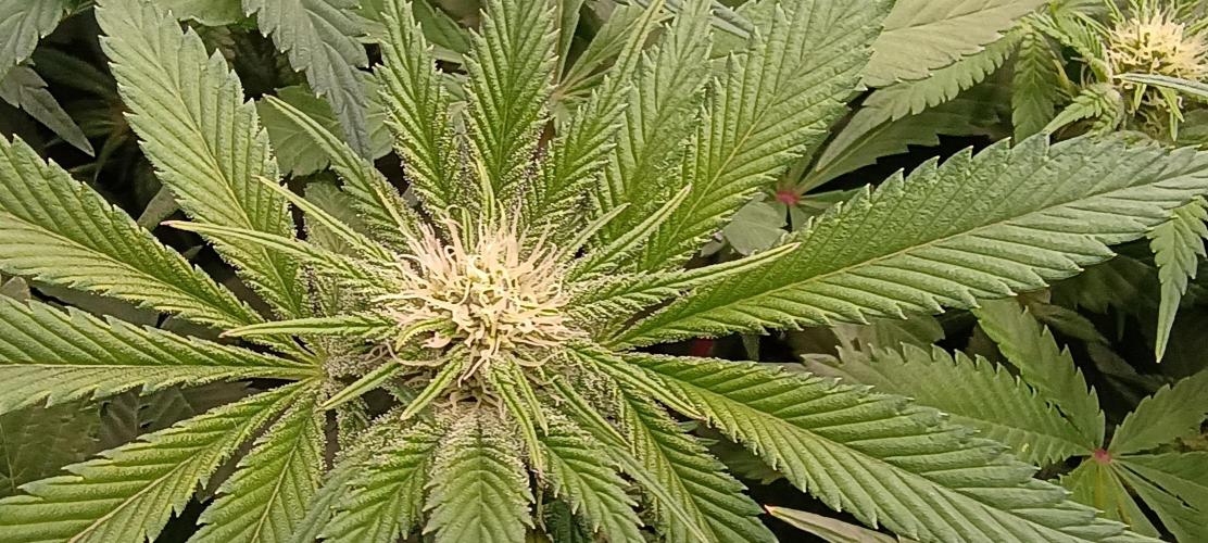 Tropicanna Banana. Week 9