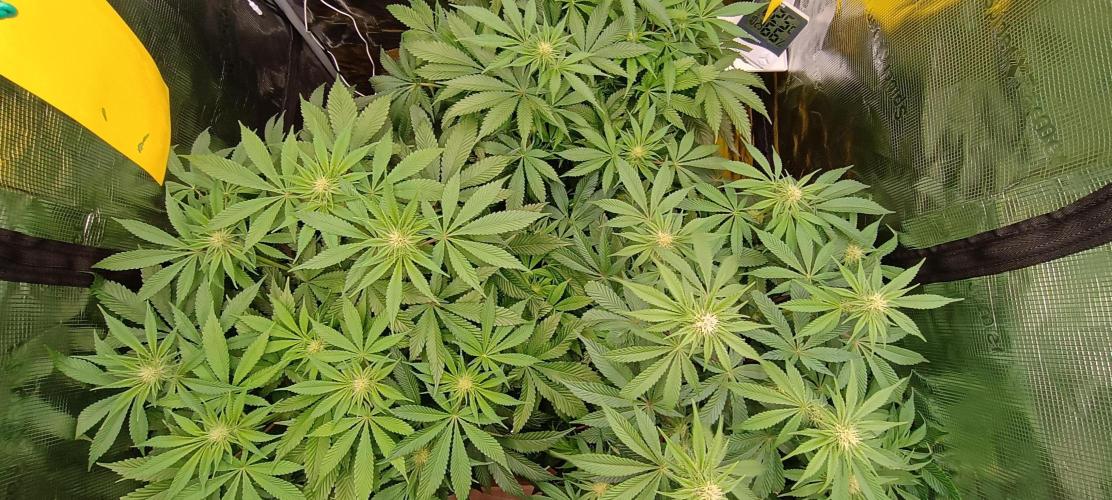 Tropicanna Banana. Week 9