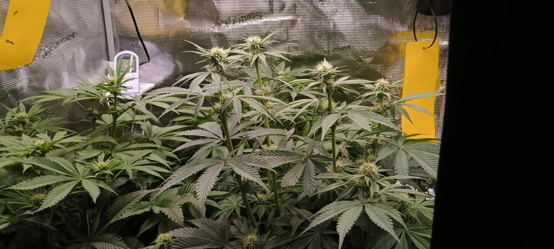 Tropicanna Banana. Week 9