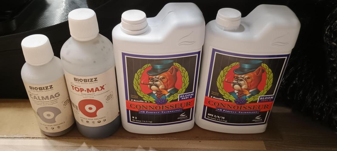 Tropicanna Banana. Week 9