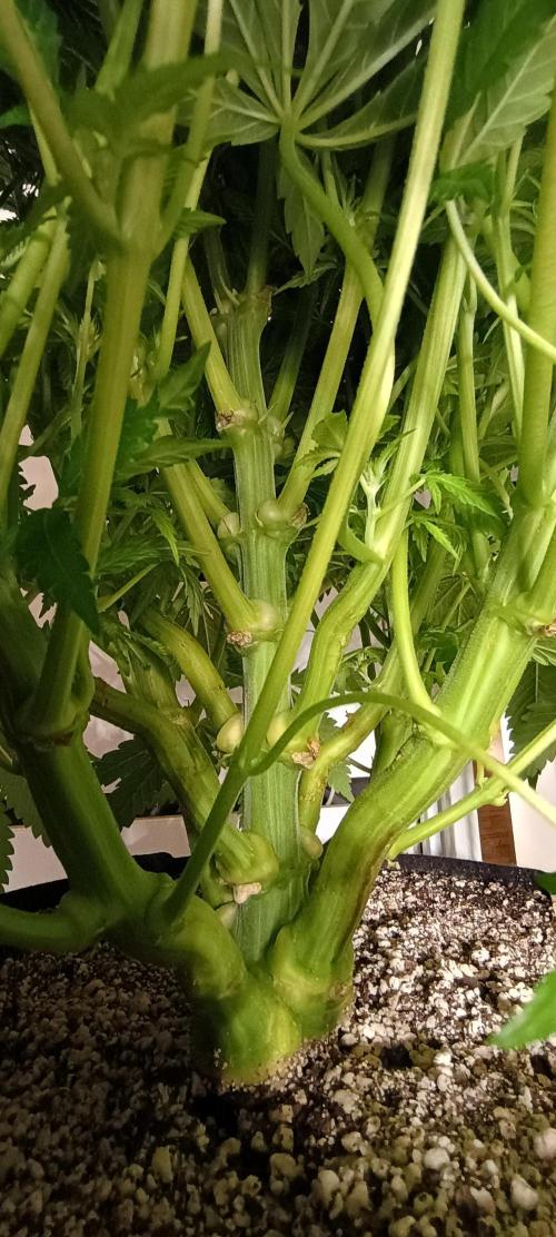 Tropicanna Banana. Week 9