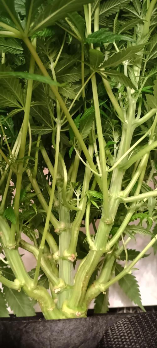 Tropicanna Banana. Week 9