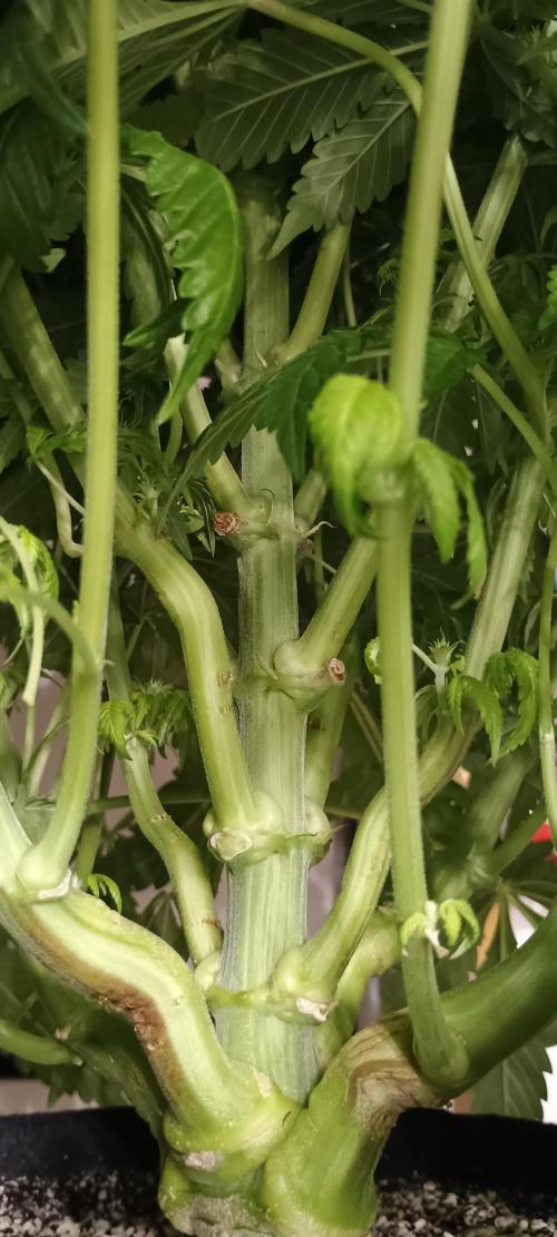 Tropicanna Banana. Week 9