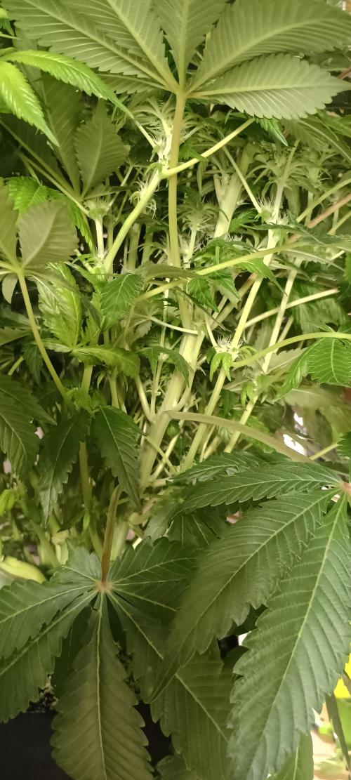 Tropicanna Banana. Week 9