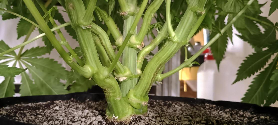 Tropicanna Banana. Week 9