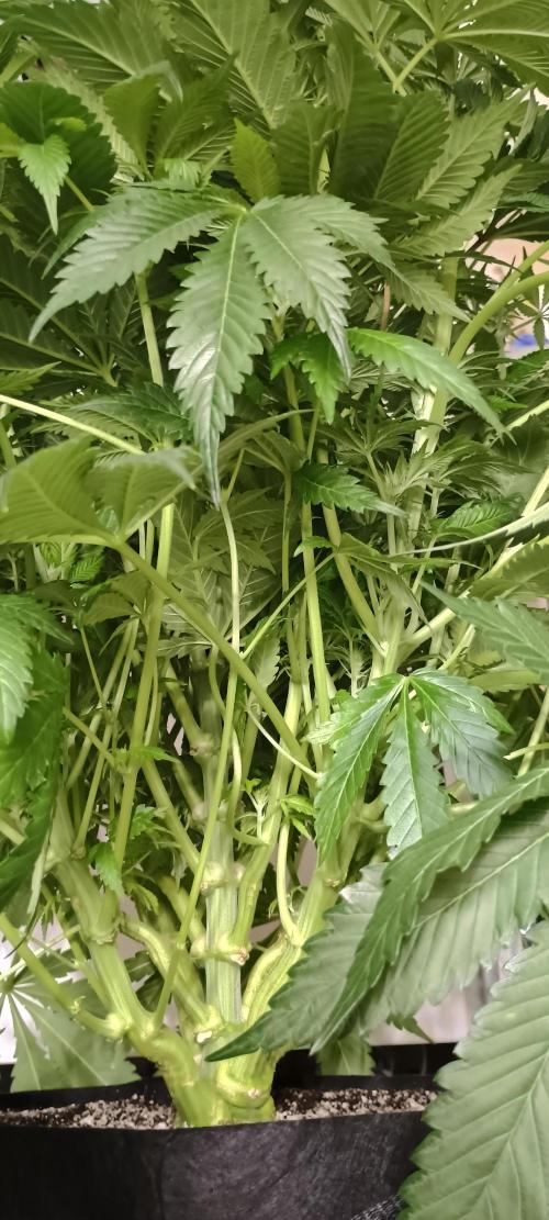 Tropicanna Banana. Week 9