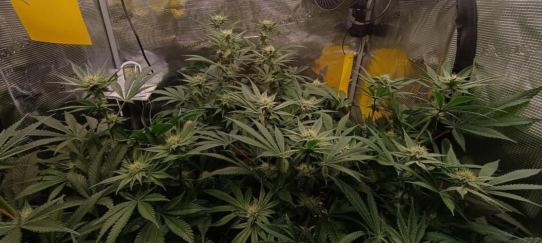 Tropicanna Banana. Week 10