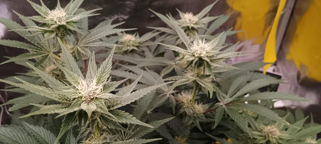 Tropicanna Banana. Week 10