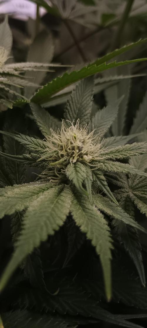 Tropicanna Banana. Week 10