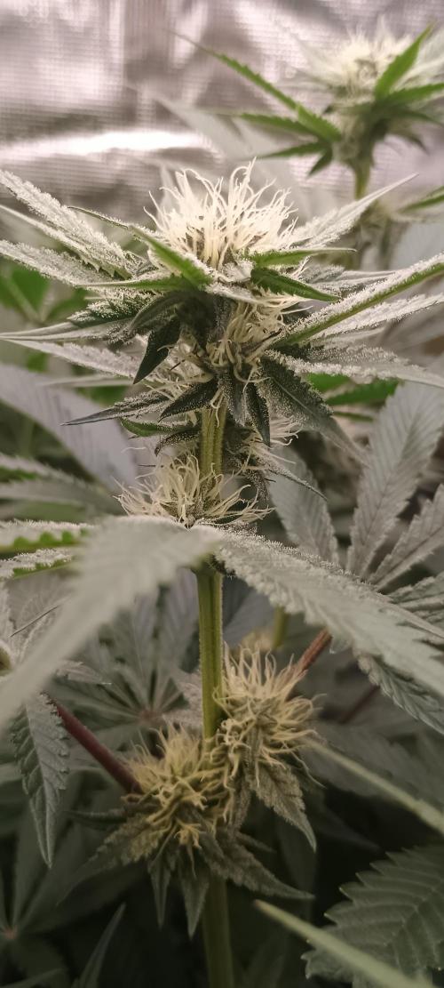 Tropicanna Banana. Week 10