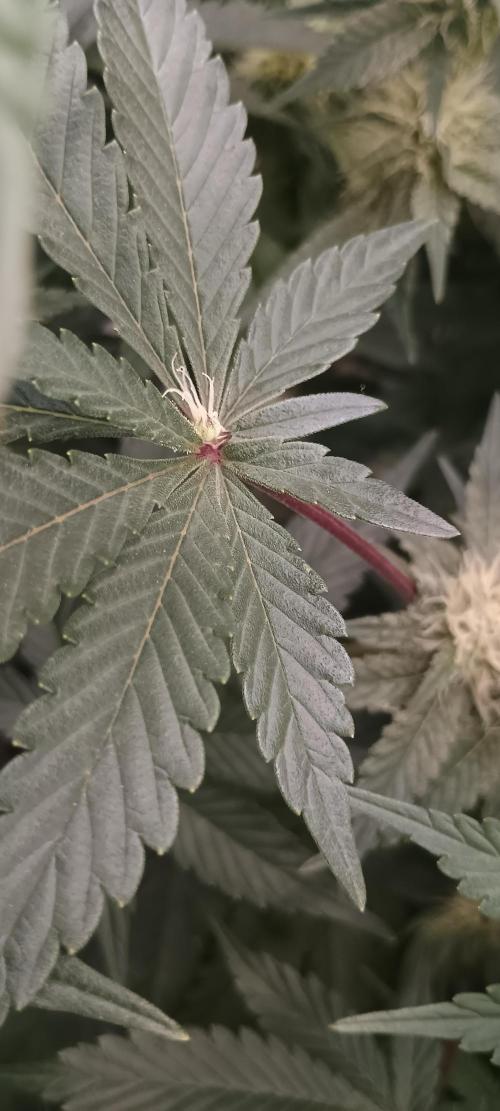 Tropicanna Banana. Week 10