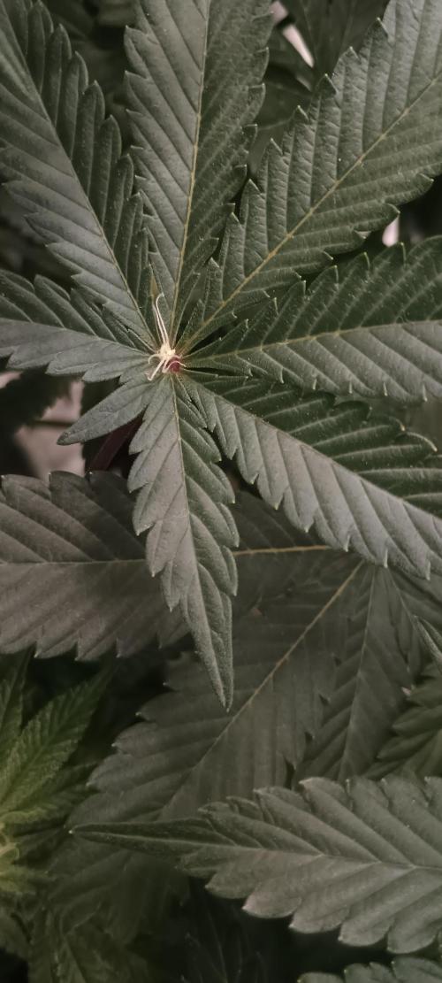 Tropicanna Banana. Week 10