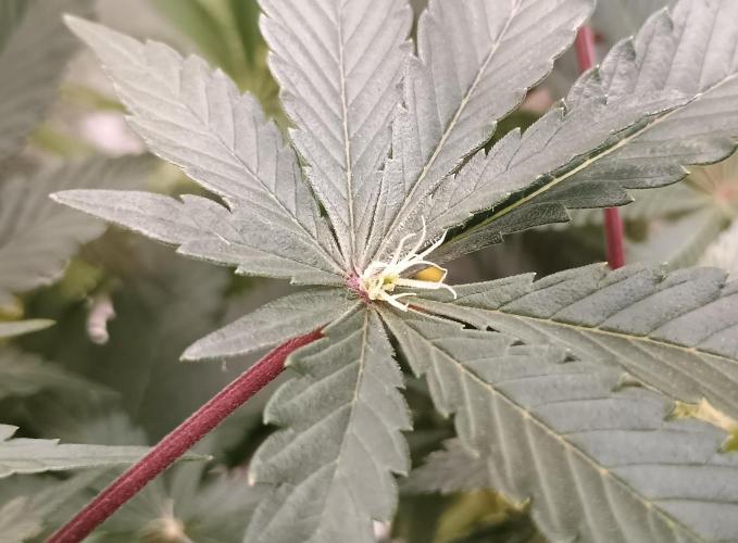 Tropicanna Banana. Week 10