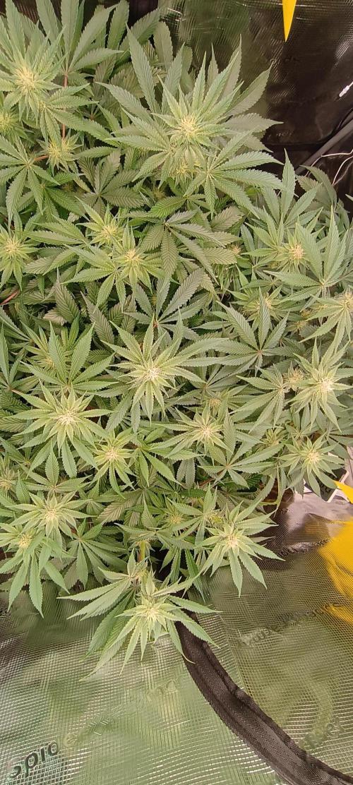 Tropicanna Banana. Week 10