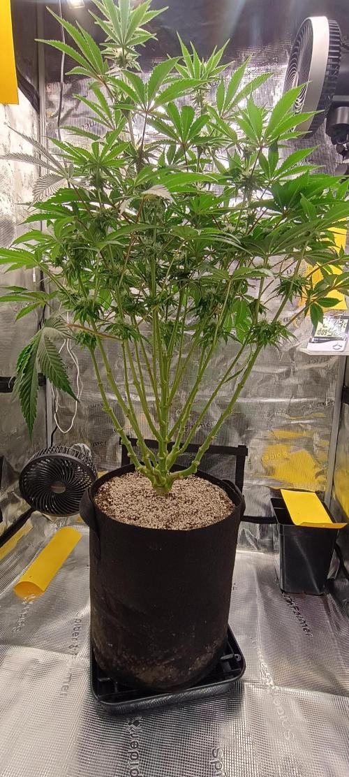 Tropicanna Banana. Week 10