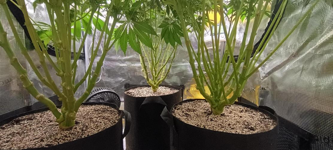 Tropicanna Banana. Week 10