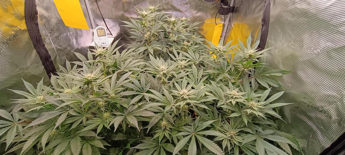 Tropicanna Banana. Week 10