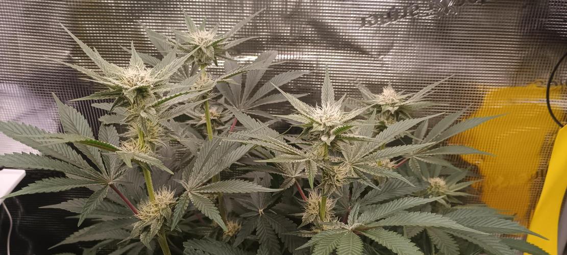 Tropicanna Banana. Week 10