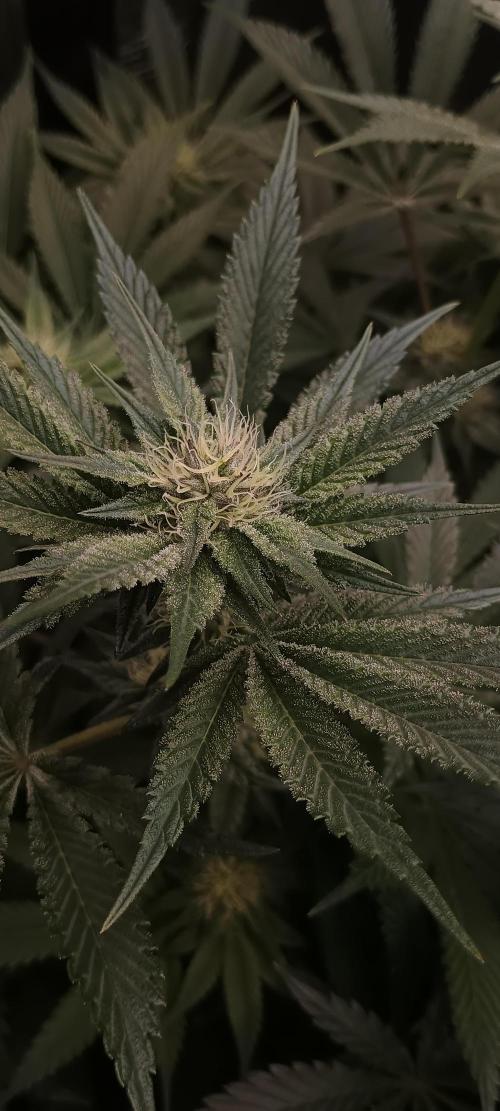 Tropicanna Banana. Week 10