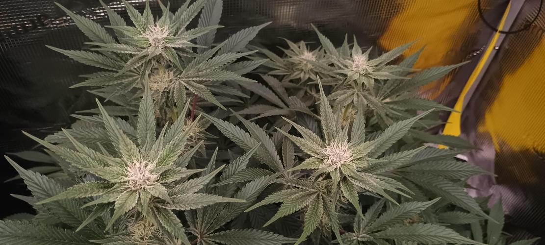 Tropicanna Banana. Week 10