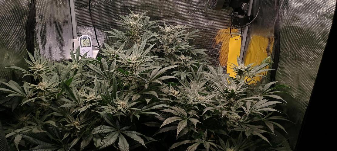 Tropicanna Banana. Week 11