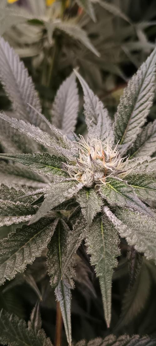 Tropicanna Banana. Week 11