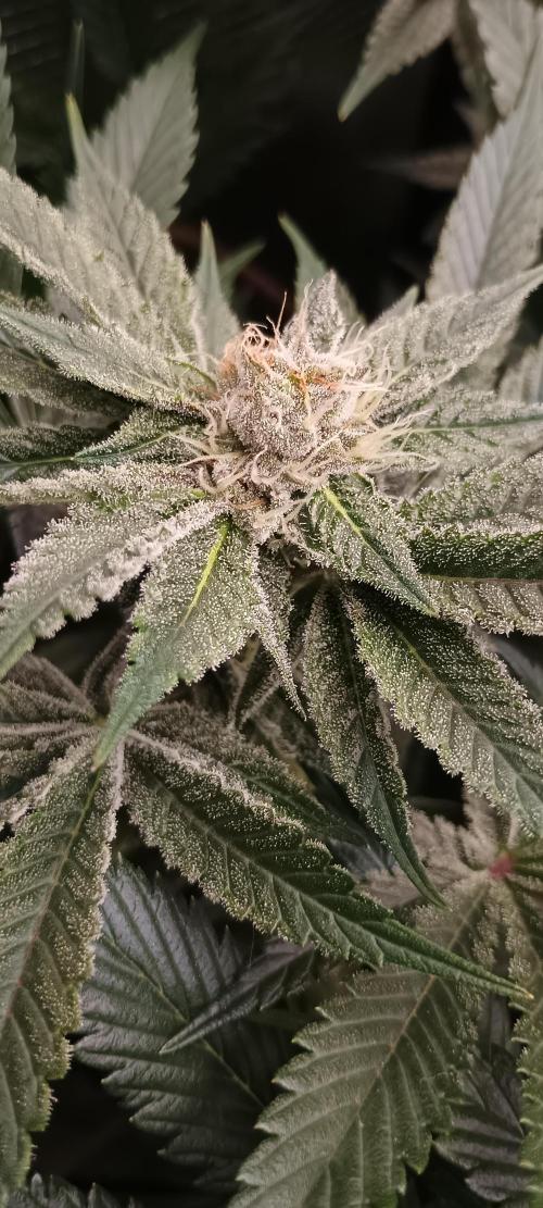 Tropicanna Banana. Week 11