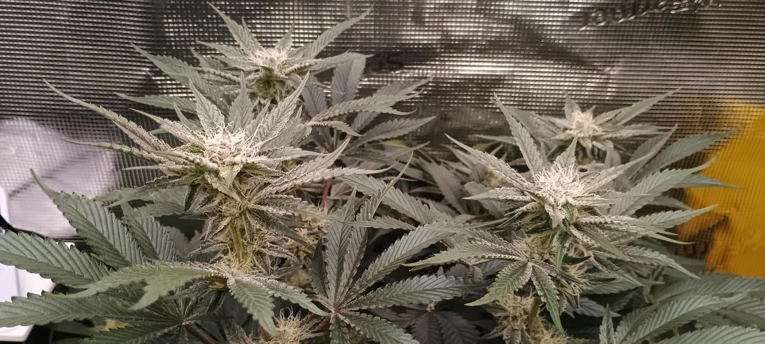 Tropicanna Banana. Week 11