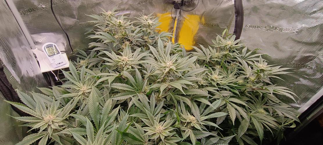 Tropicanna Banana. Week 11