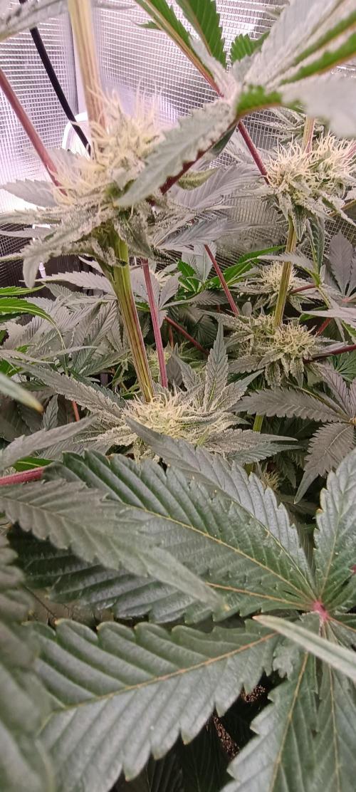 Tropicanna Banana. Week 11