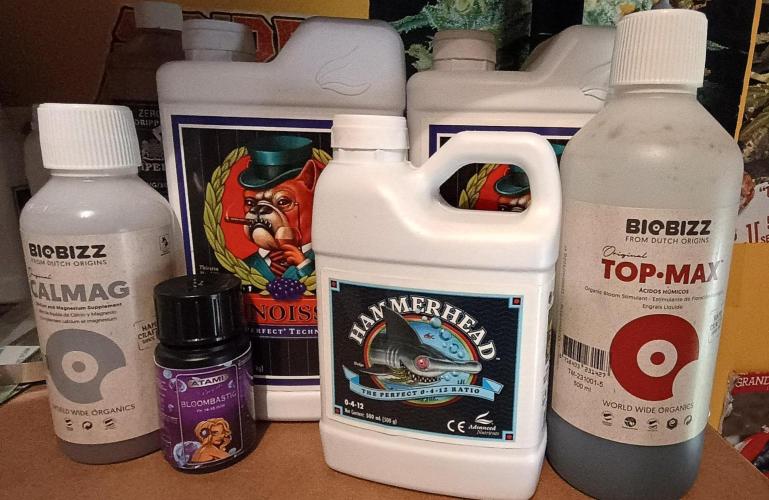 Tropicanna Banana. Week 11