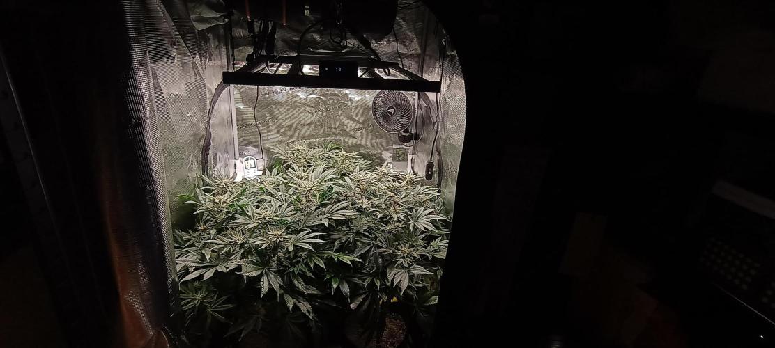 Tropicanna Banana. Week 12