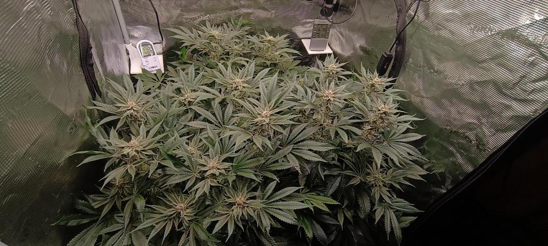 Tropicanna Banana. Week 12