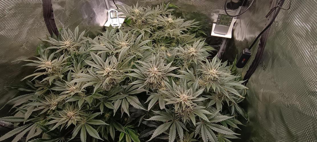 Tropicanna Banana. Week 12