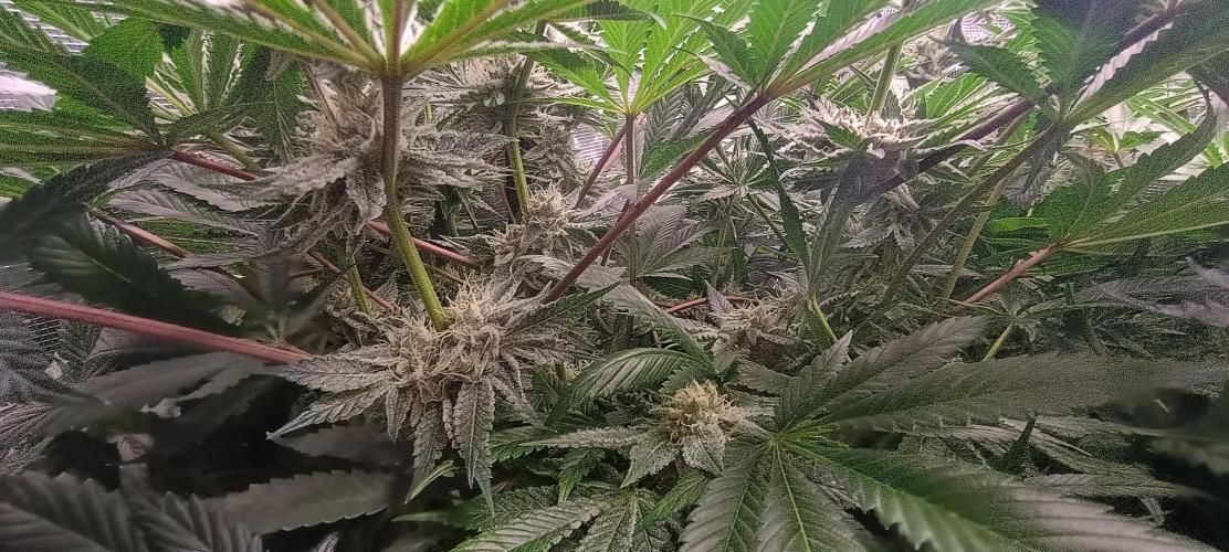 Tropicanna Banana. Week 12