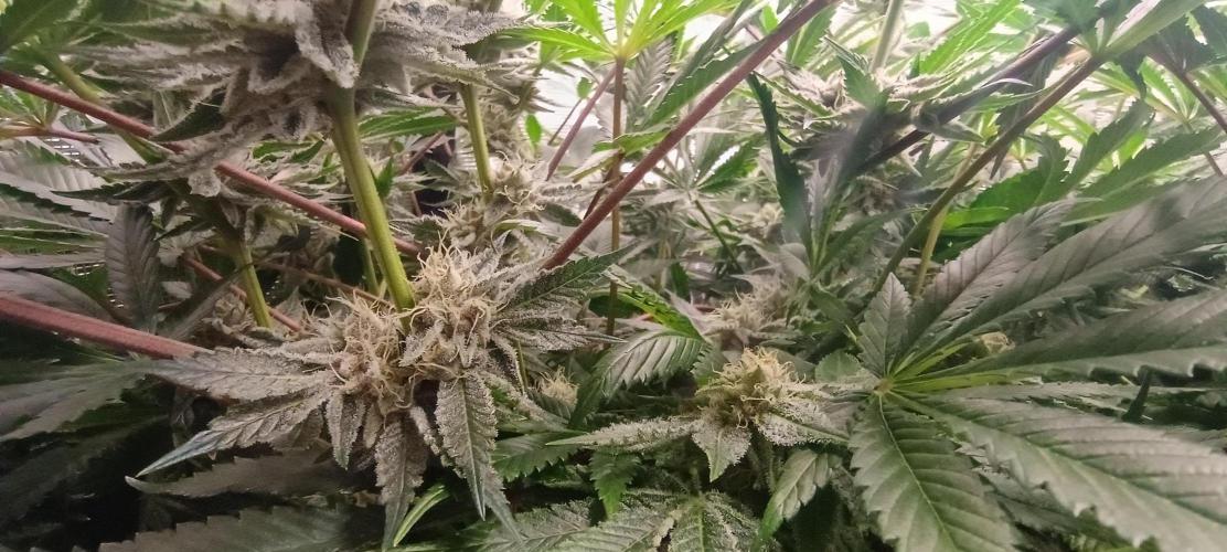 Tropicanna Banana. Week 12