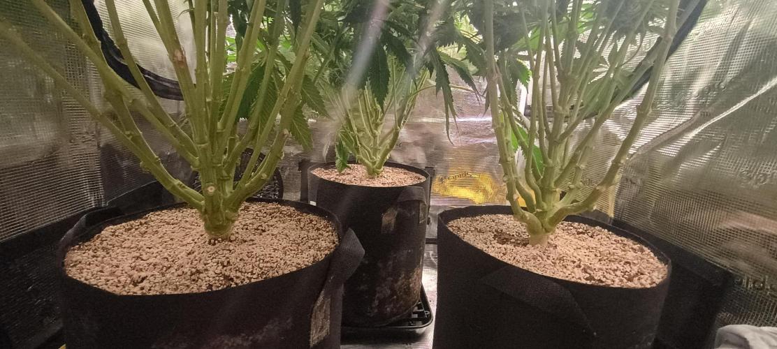 Tropicanna Banana. Week 12