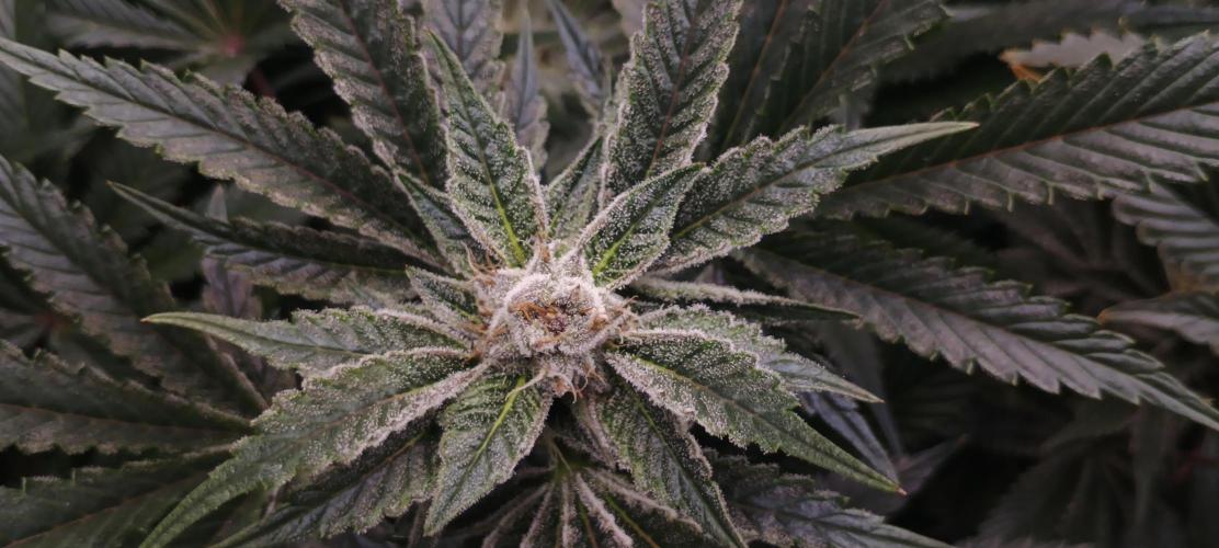 Tropicanna Banana. Week 12