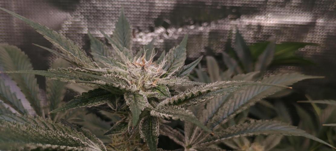 Tropicanna Banana. Week 12