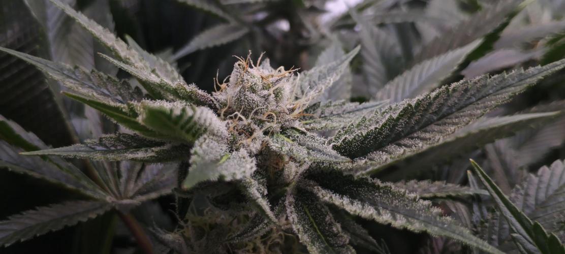 Tropicanna Banana. Week 12