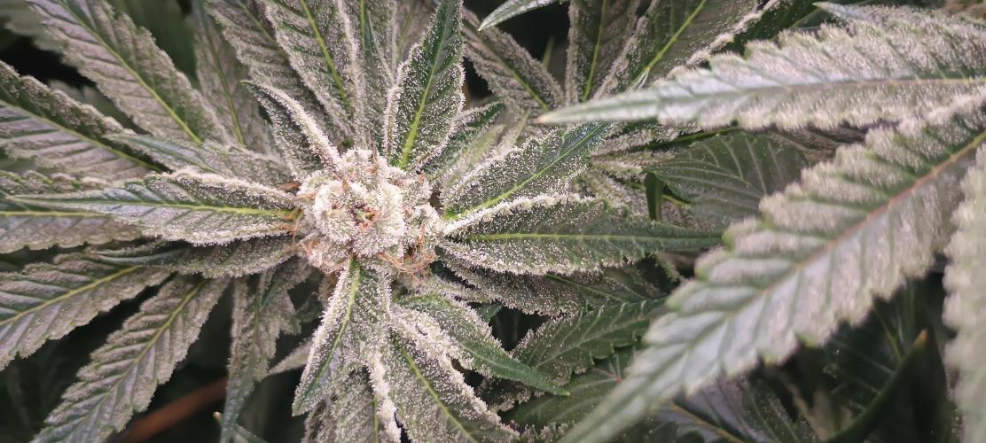 Tropicanna Banana. Week 12