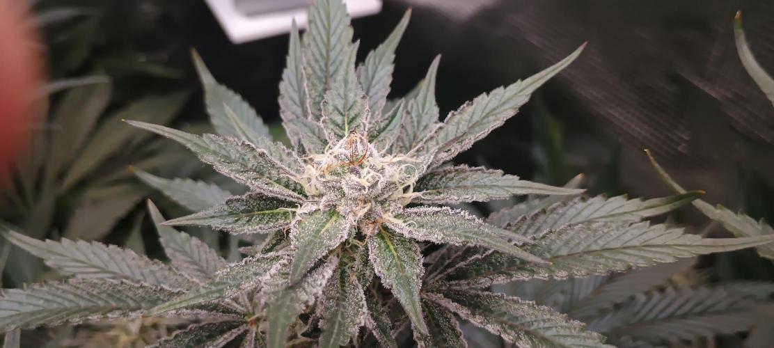 Tropicanna Banana. Week 12